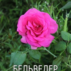 Сибирские Розы Интернет Магазин Г Обь